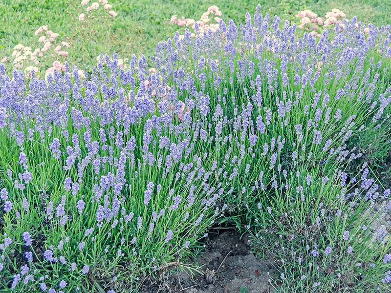 Bluebeard Bush Flowers