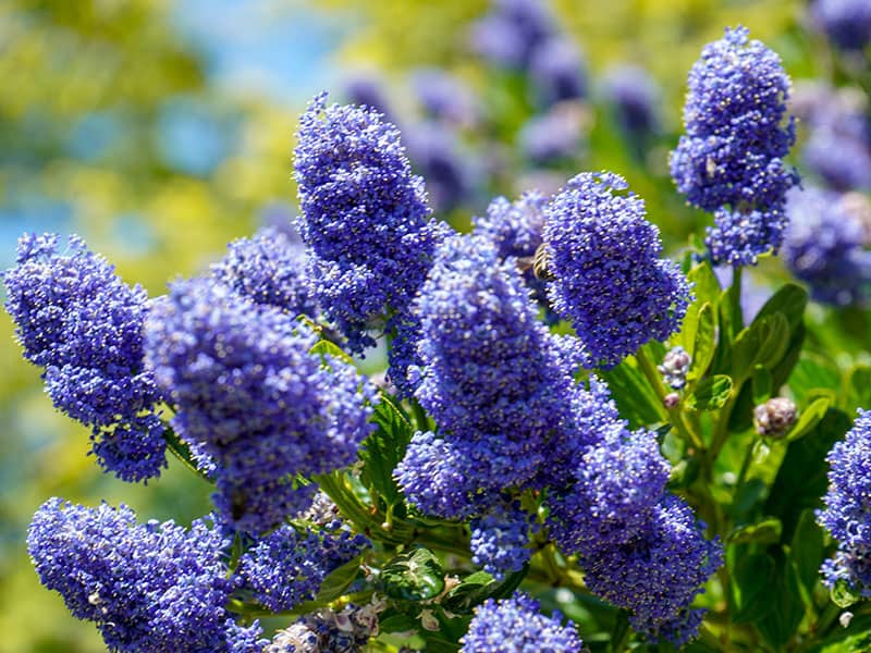 Californian Lilac Flowering