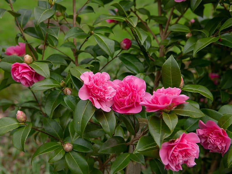 Camellia Shrub Sasanqua