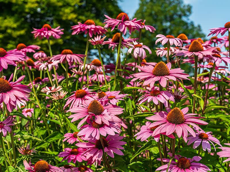 Coneflowers