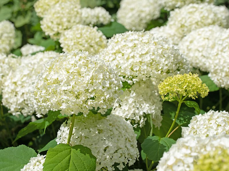 Flowering White Hydrangeas