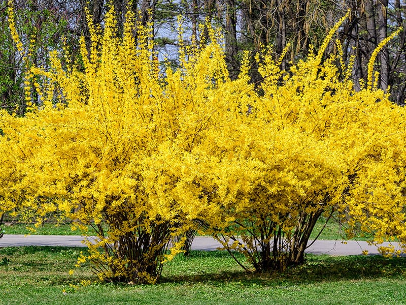 Flowers Forsythia Plant