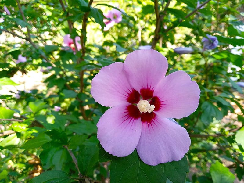 Hibiscus Syriacus Sharon Rose