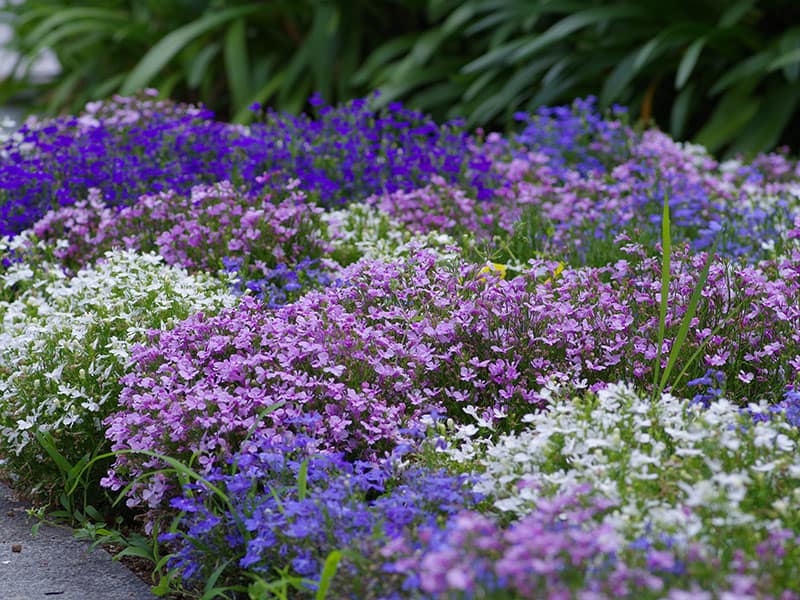 Lobelia Erinus Flower