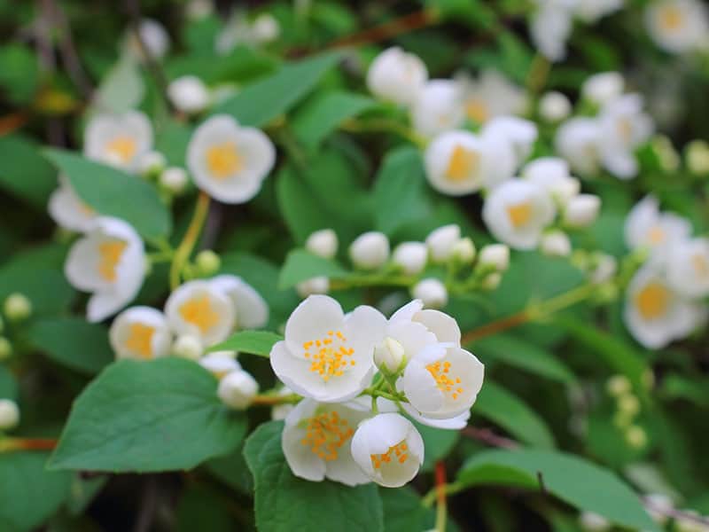 Mock Orange Tree Flower