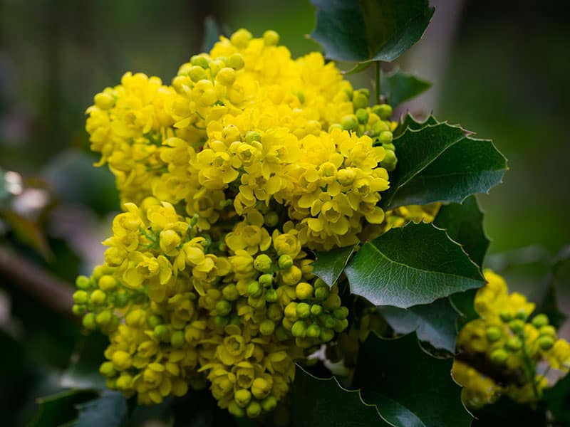 Oregon Grape Blossom