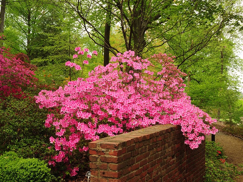 Pink Azaleas