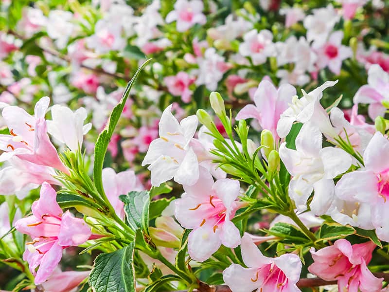 Pink Flowers Weigela