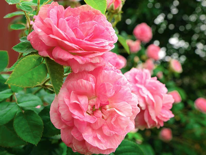 Shrub Roses