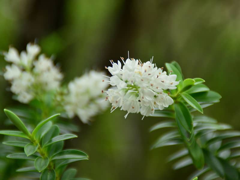 Summersweet Clethra Flower