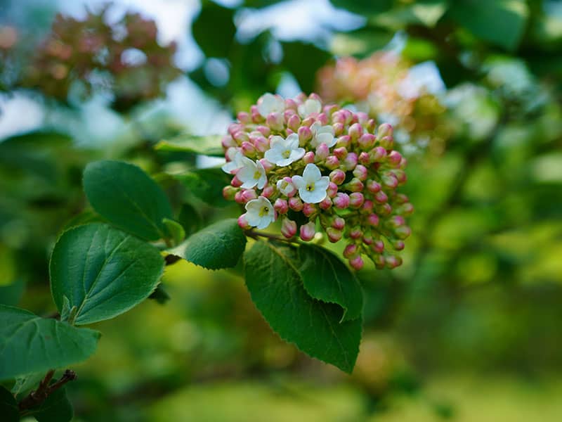 Viburnum Carlcephalum