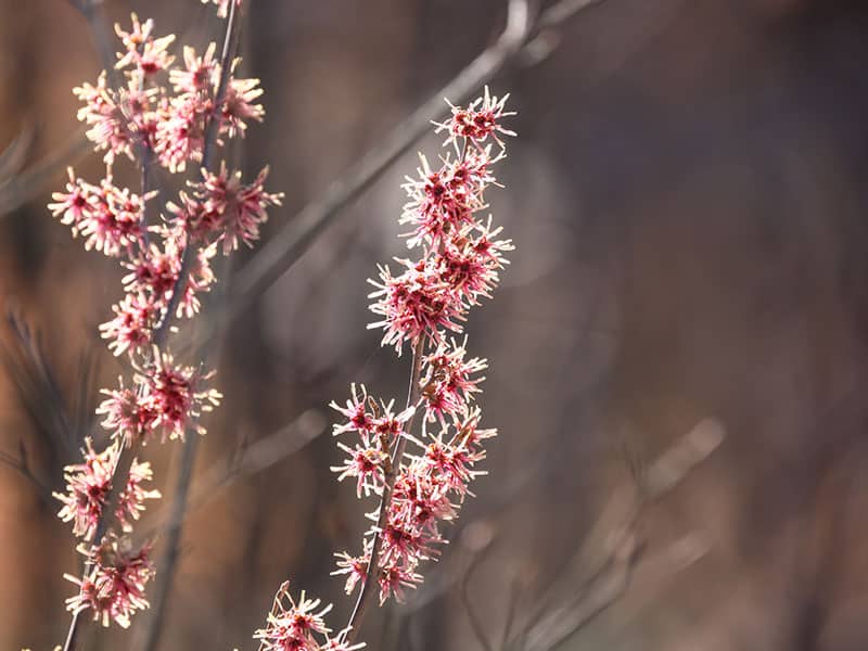 Witch Hazel