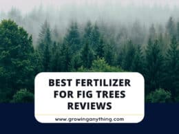 Best Fertilizer For Fig Trees