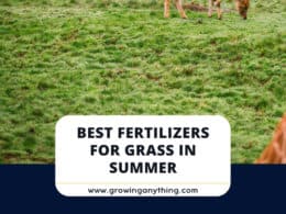 Best Fertilizers For Grass In Summer