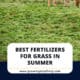 Best Fertilizers For Grass In Summer