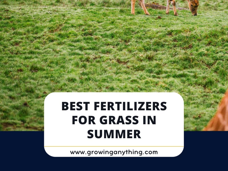 Top 15 Best Fertilizers for Grass in Summer Reviews 2024