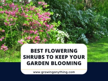 Best Flowering Shrubs