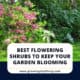 Best Flowering Shrubs