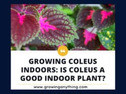 Growing Coleus Indoors