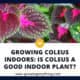 Growing Coleus Indoors