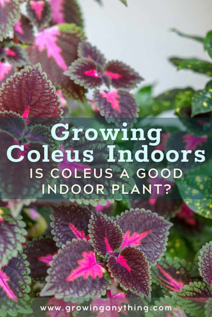 Growing Coleus Indoors