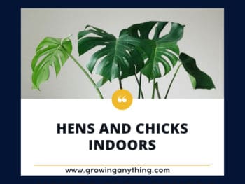 Hens And Chicks Indoors