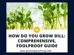 How Do You Grow Dill