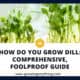 How Do You Grow Dill