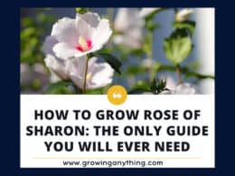 How To Grow Rose Of Sharon