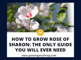 How To Grow Rose Of Sharon