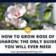 How To Grow Rose Of Sharon