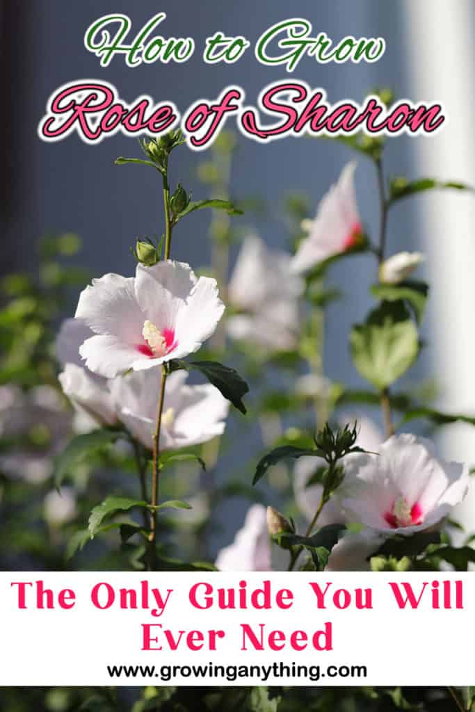 How To Grow Rose Of Sharon