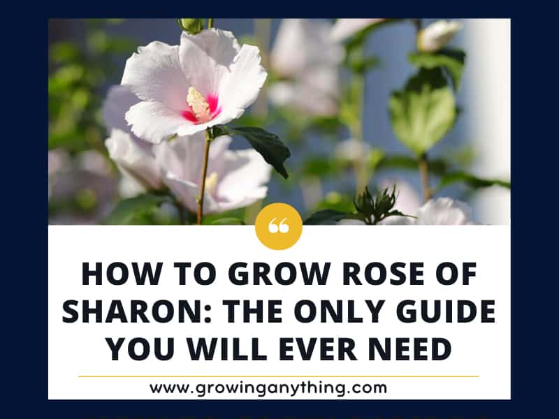 How to Grow Rose of Sharon The Only Guide You Will Ever Need 2024