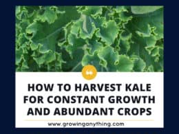 How To Harvest Kale