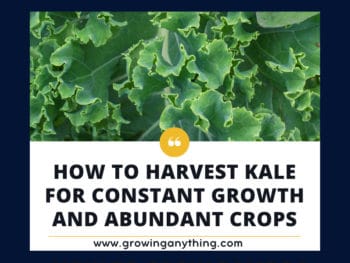 How To Harvest Kale