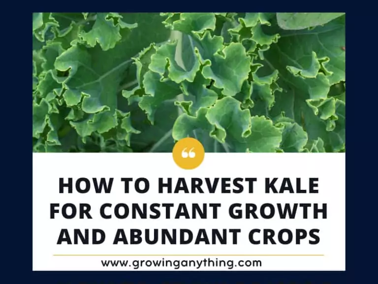 How To Harvest Kale