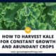 How To Harvest Kale