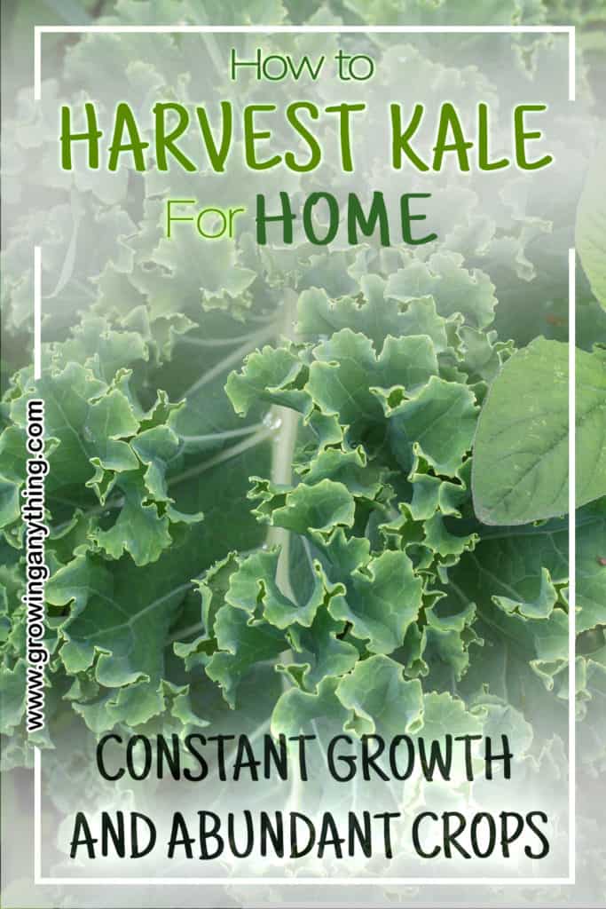 How To Harvest Kale