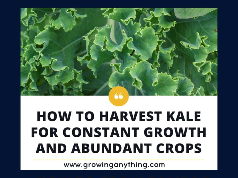 How to Harvest Kale for Constant Growth and Abundant Crops