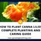 How To Plant Canna Lilies