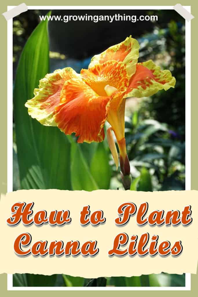 How to Plant Canna Lilies