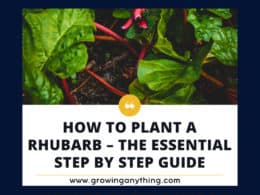 How To Plant Rhubarb