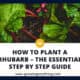 How To Plant Rhubarb