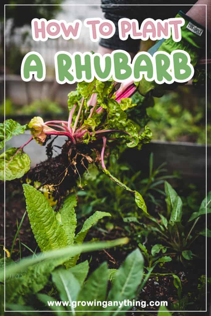 How To Plant Rhubarb