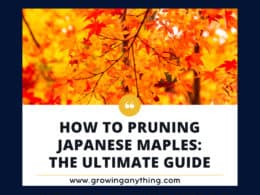 How To Pruning Japanese Maples
