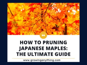 How To Pruning Japanese Maples