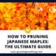 How To Pruning Japanese Maples