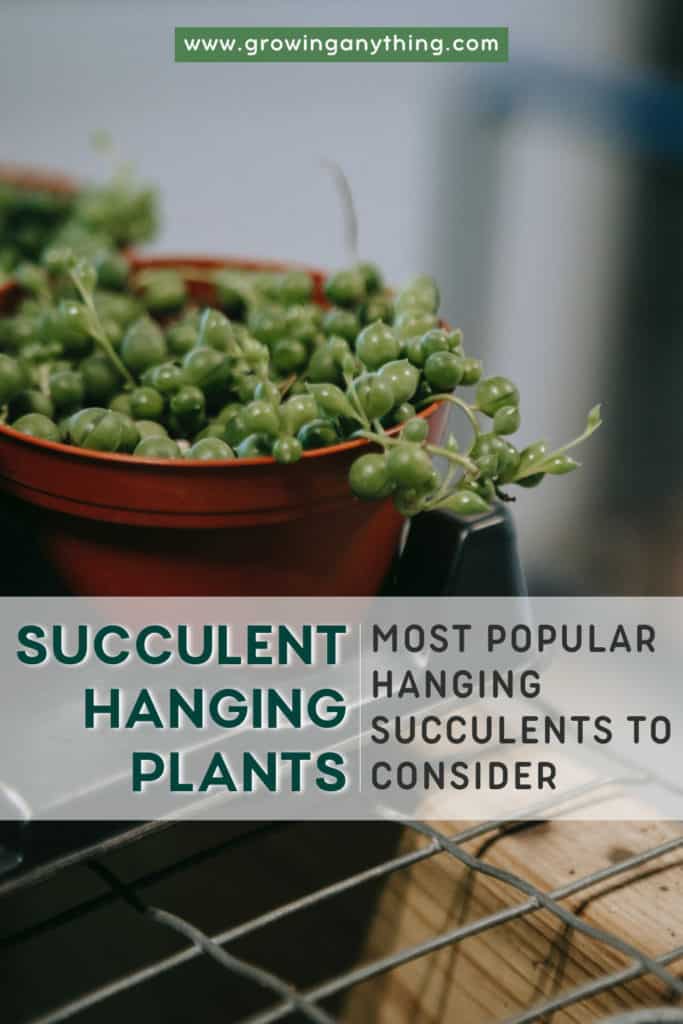 Succulent Hanging Plants