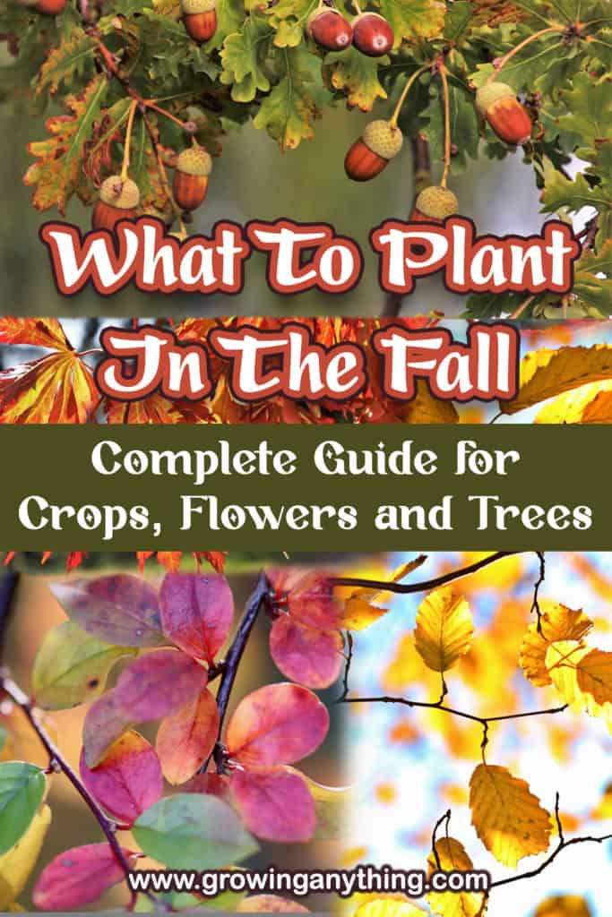 What To Plant In The Fall