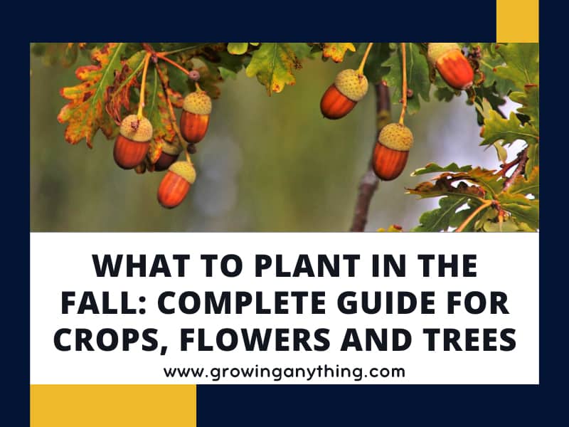 What to Plant in the Fall Complete Guide for Crops, Flowers and Trees